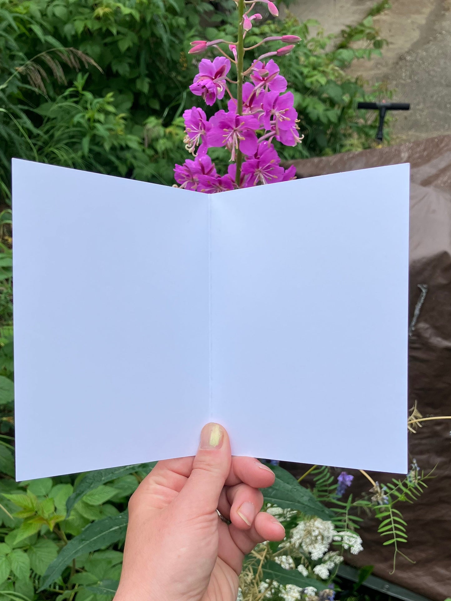 Fireweed Dreams Note Card