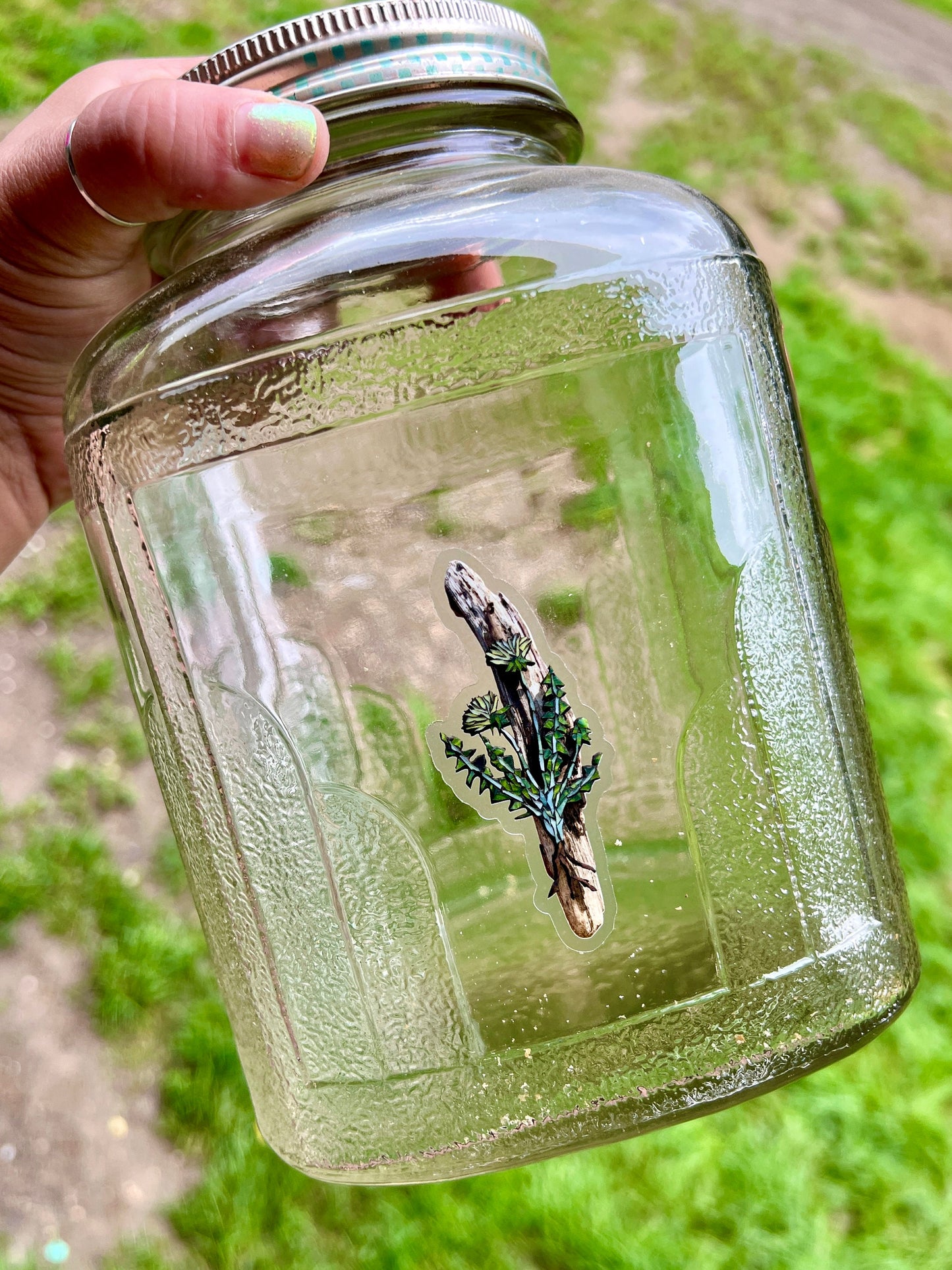 Driftwood and dandelion clear Vinyl Sticker